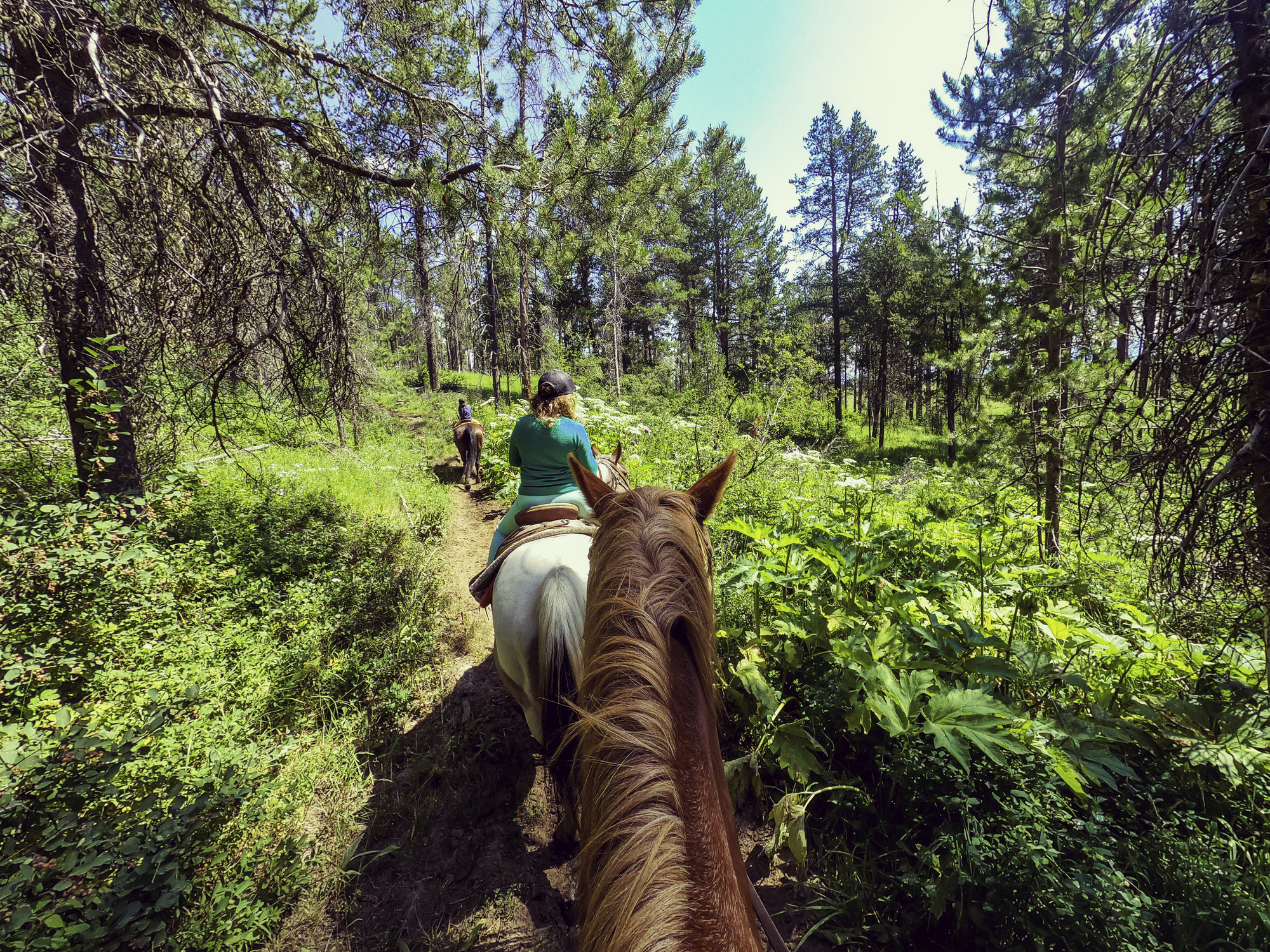 POV from horseback on a wooded equestrian trail